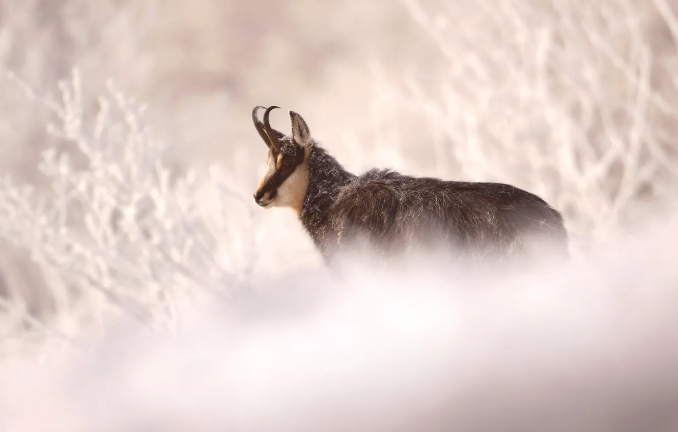 Photo wallpaper winter, France, Serna, half - horned