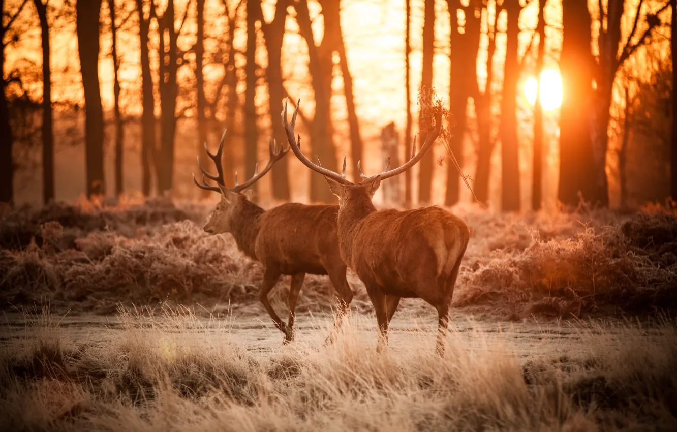 Photo wallpaper forest, horns, dusk