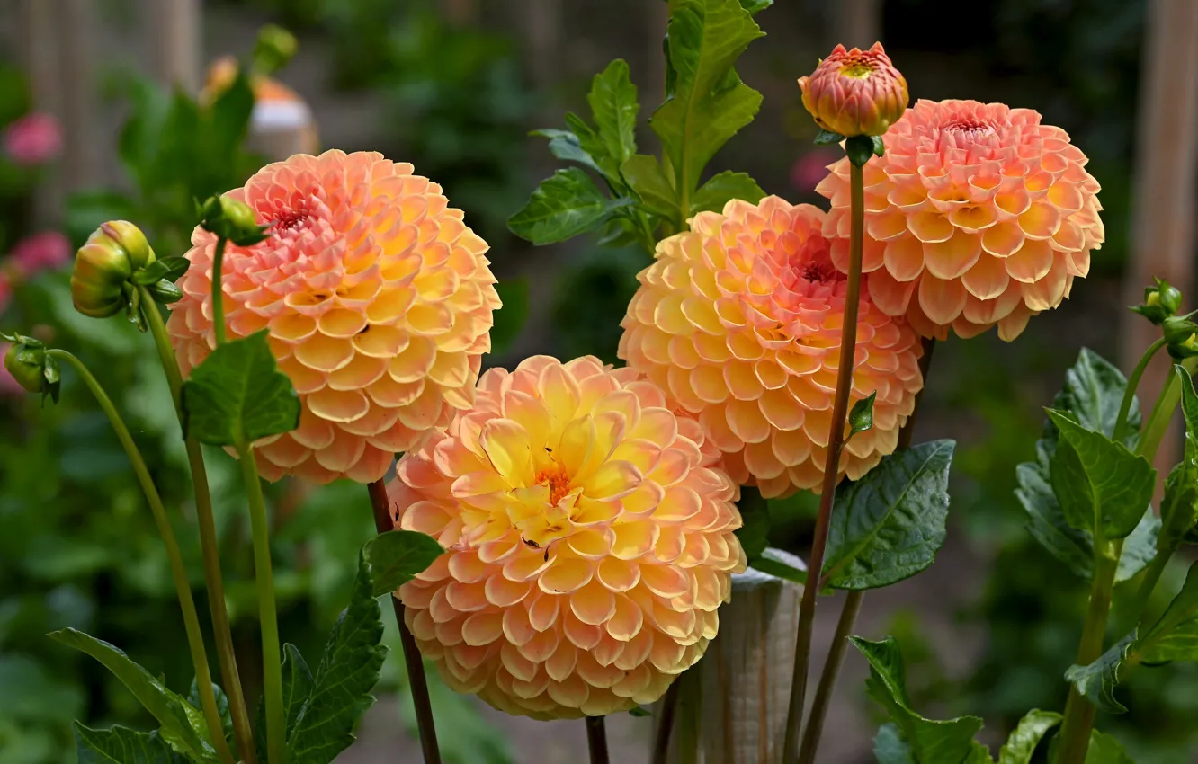Photo wallpaper orange, balls, dahlias