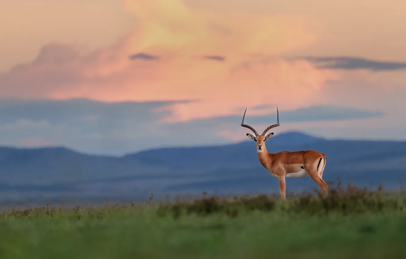 Photo wallpaper nature, horns, Impala, antelope