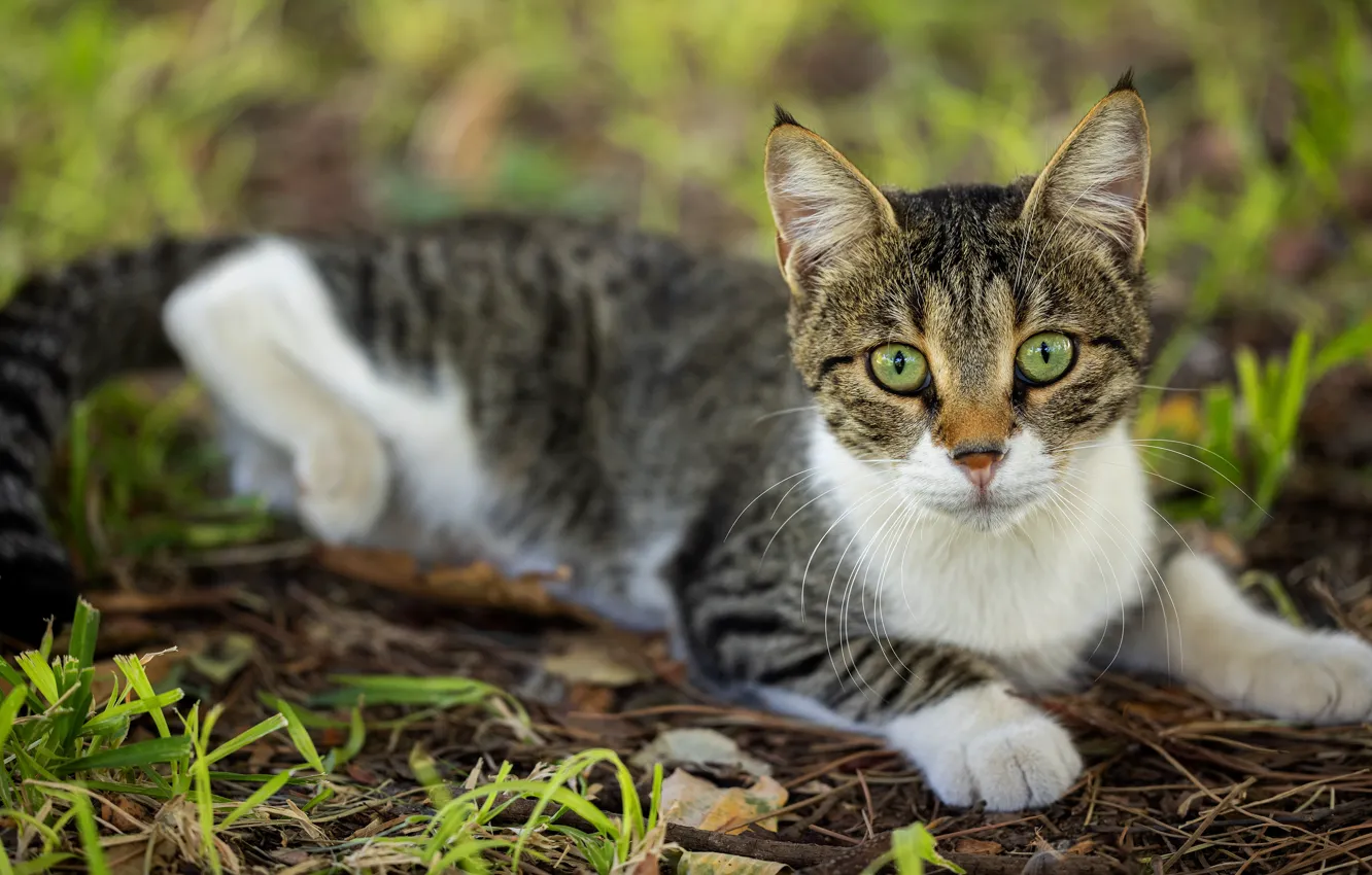 Photo wallpaper cat, grass, cat, look, portrait, lies, green eyes