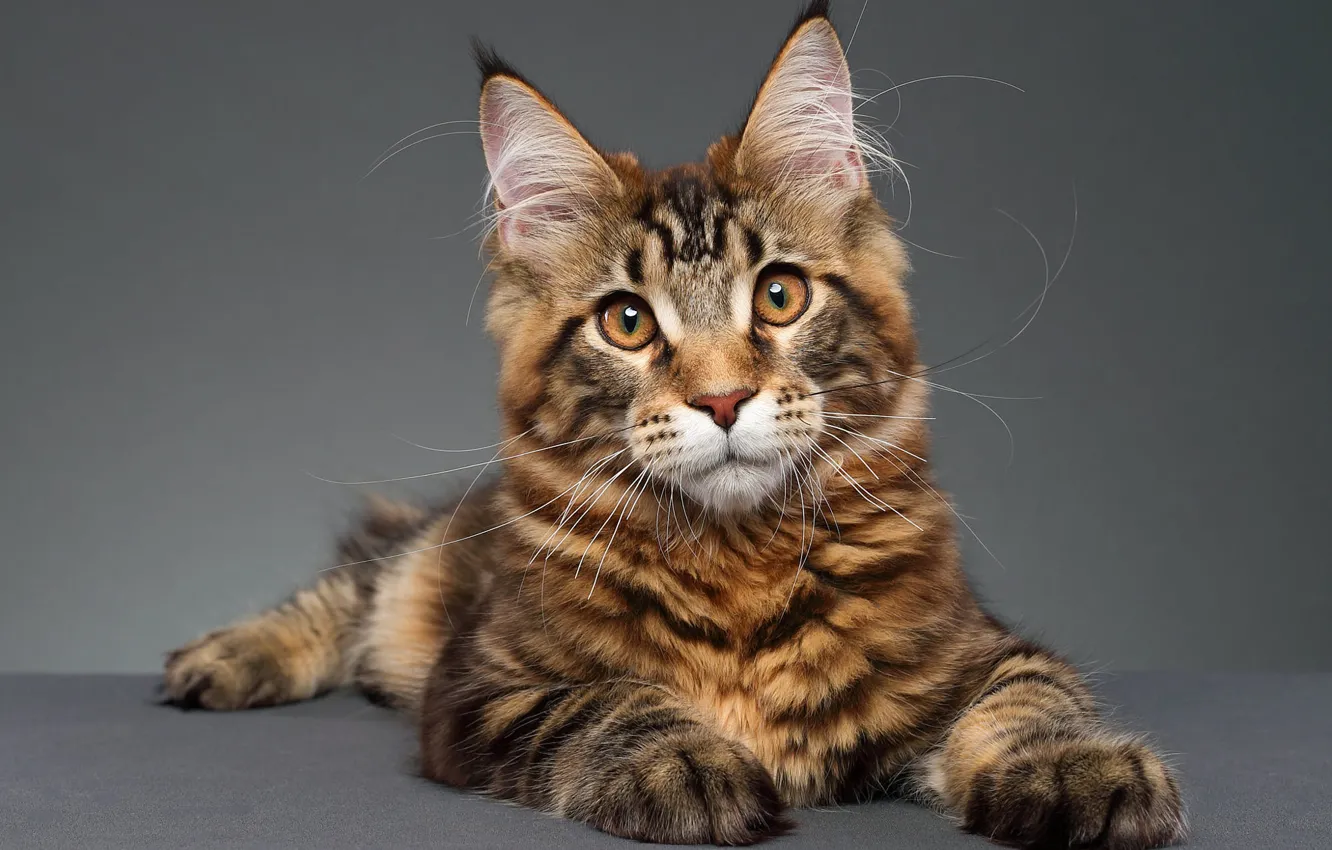 Photo wallpaper cat, cat, look, pose, portrait, lies, grey background, face