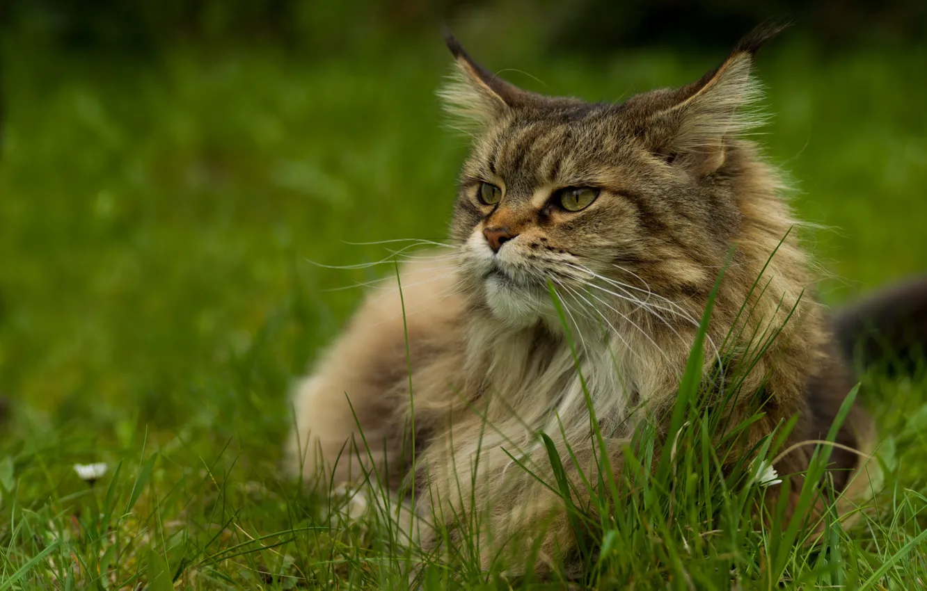 Photo wallpaper cat, summer, grass, cat, look, face, grey, fluffy