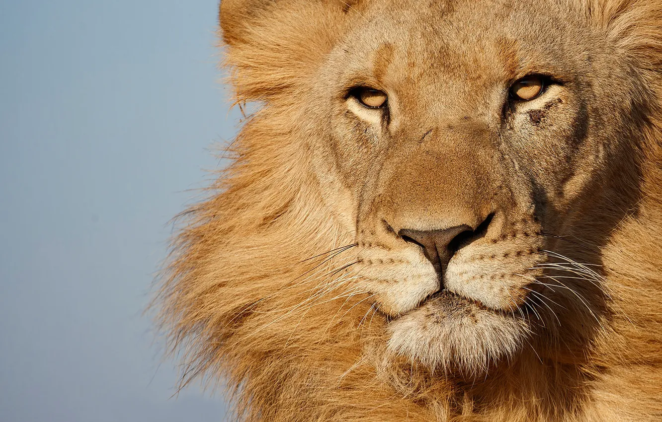 Photo wallpaper look, face, background, portrait, Leo, mane, the king of beasts, wild cat