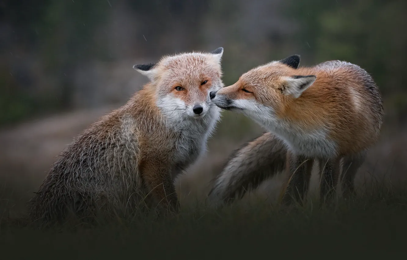 Photo wallpaper grass, look, pose, rain, glade, Fox, Fox, a couple