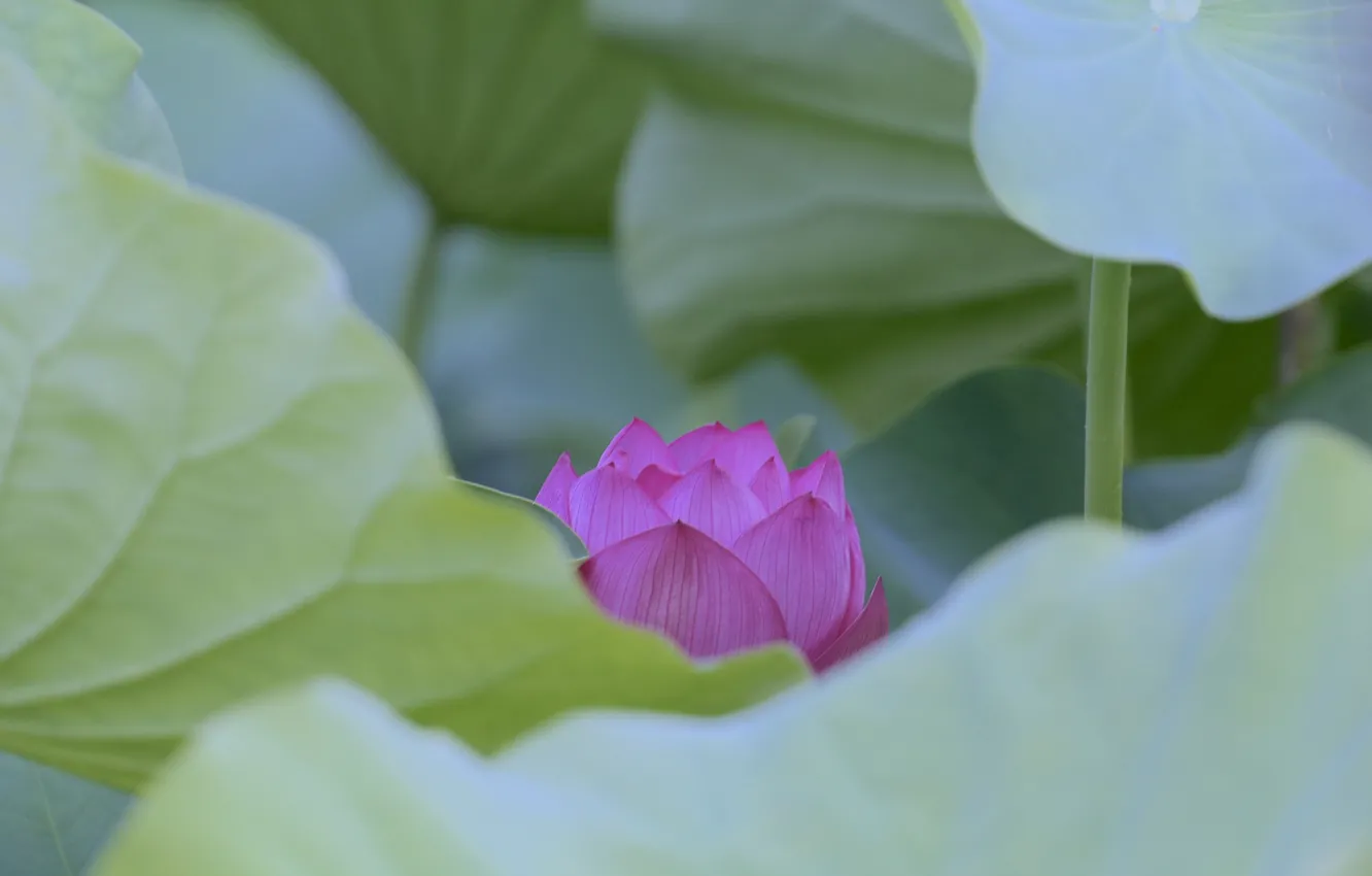 Photo wallpaper leaves, macro, petals, Lotus, pond