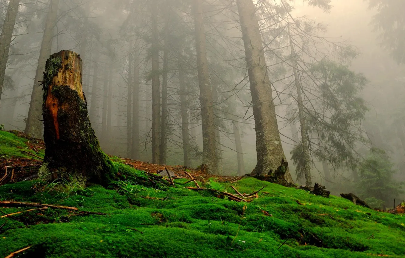 Photo wallpaper forest, trees, nature, fog, moss