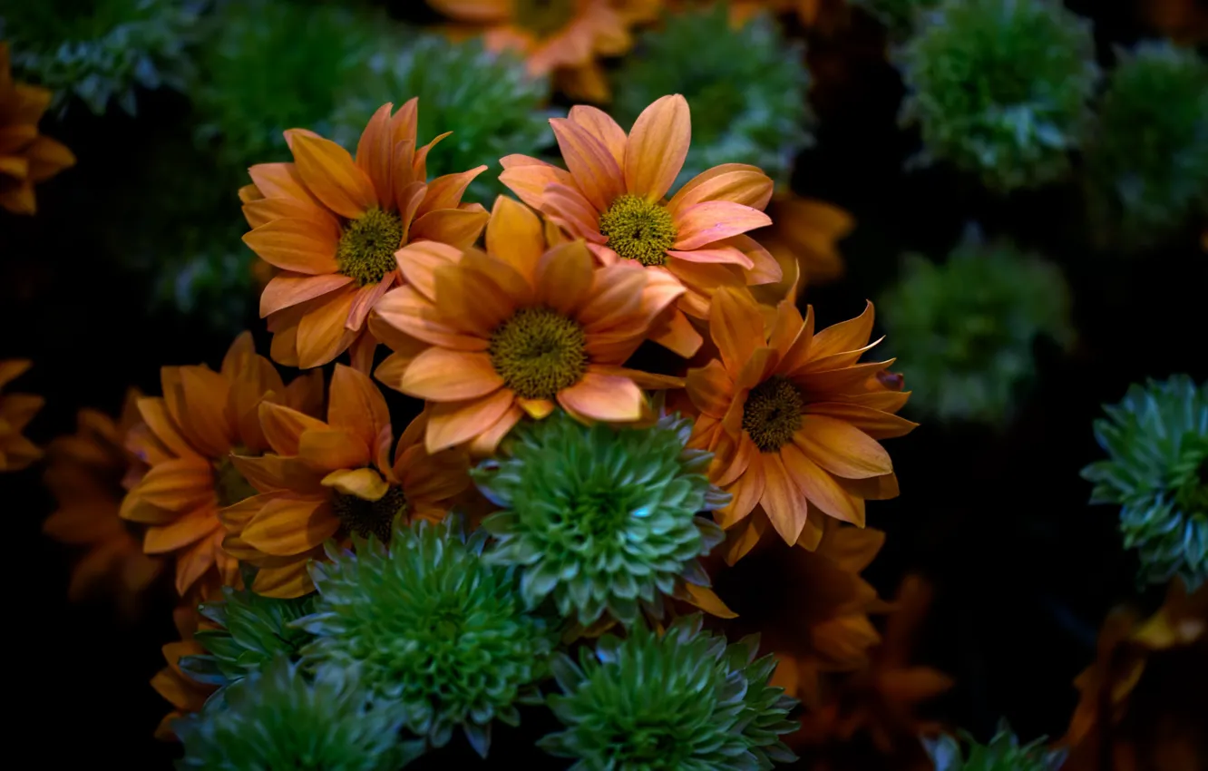 Photo wallpaper flowers, nature, chrysanthemum