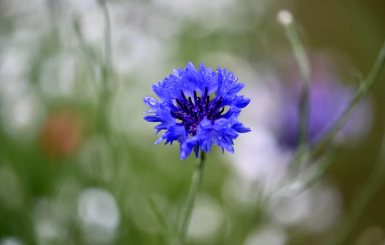 Photo wallpaper flower, drops, blue, blur, cornflower, bokeh, cornflower, field