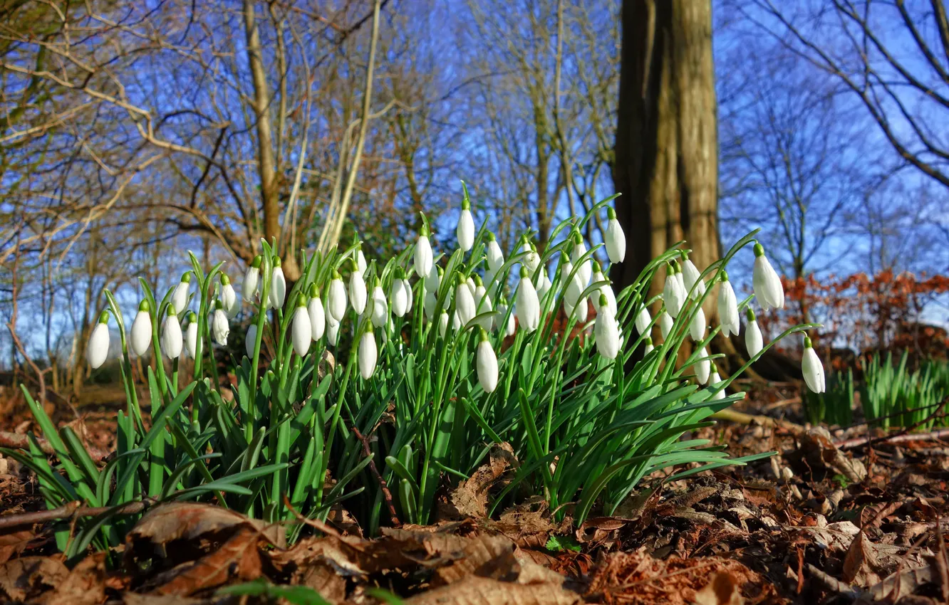 Photo wallpaper forest, the sky, light, trees, flowers, branches, glade, foliage