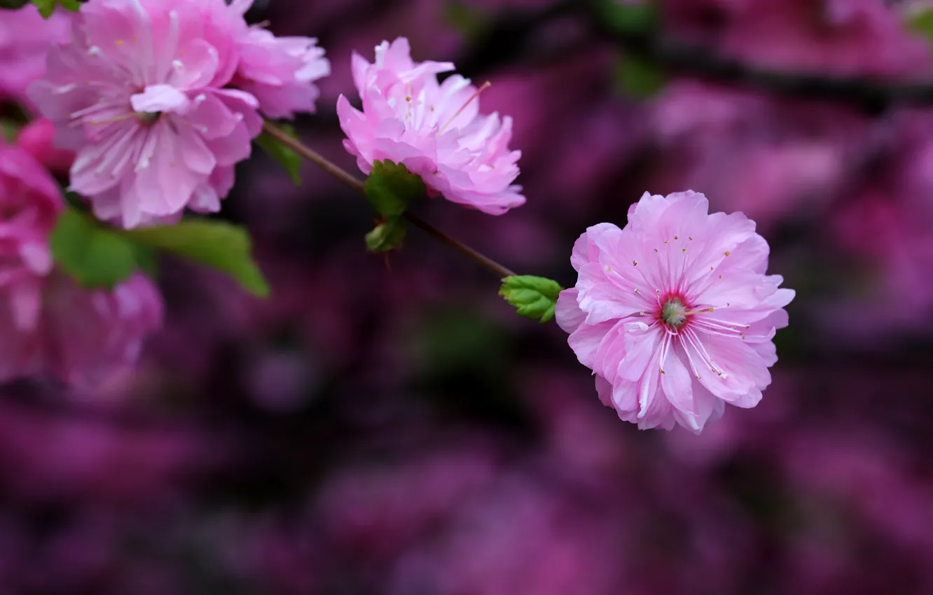 Photo wallpaper leaves, flowers, the dark background, blur, branch, spring, Sakura, pink