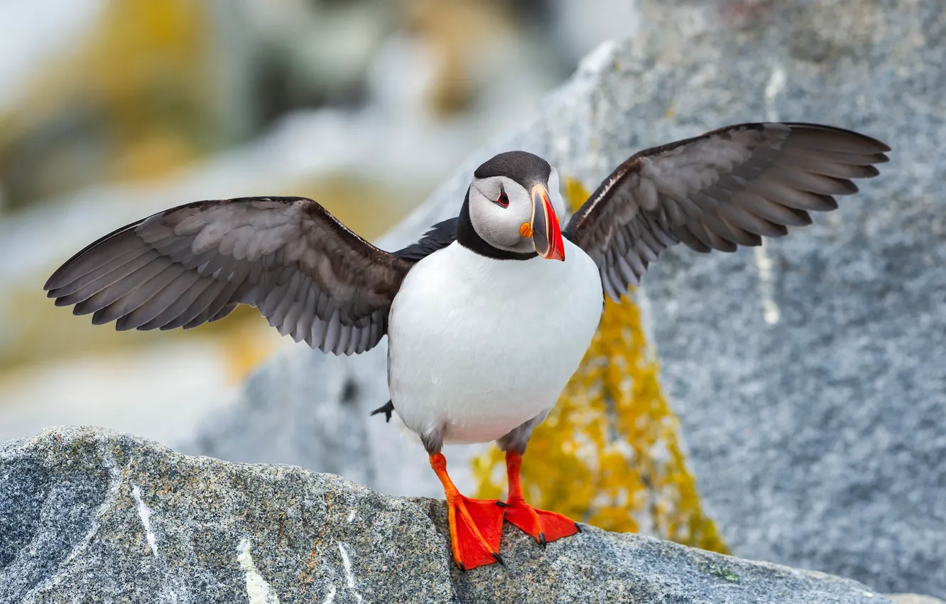 Photo wallpaper pose, stones, rocks, bird, wings, stalled, the scope