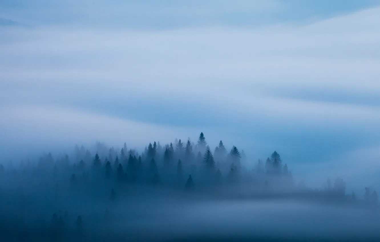 Photo wallpaper forest, blue, fog, morning