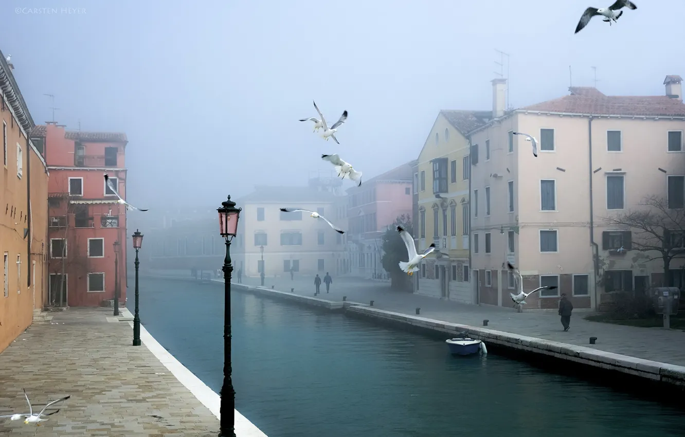 Photo wallpaper the city, bird, Venice