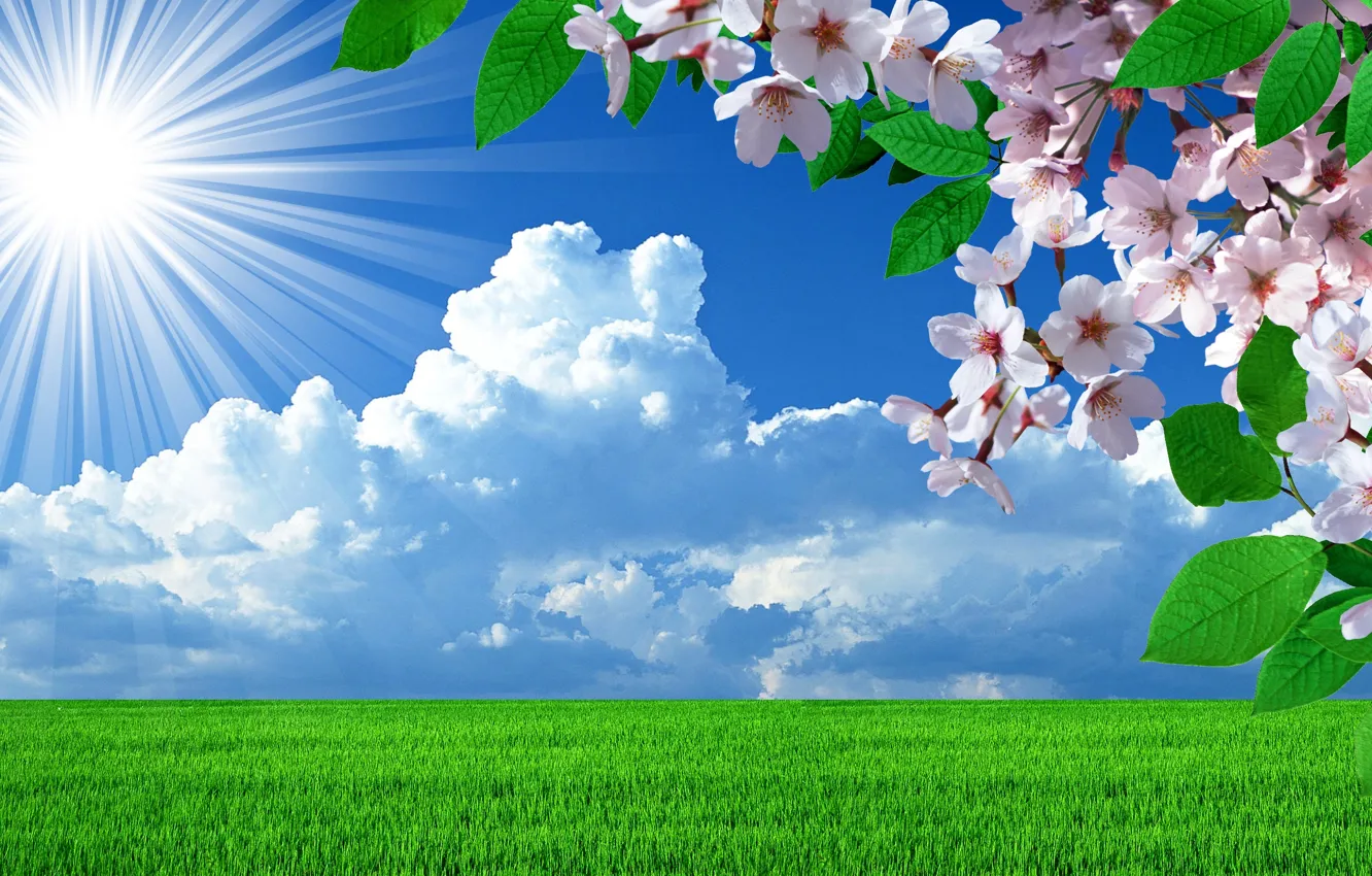 Photo wallpaper field, the sky, the sun, Spring, the cherry blossoms