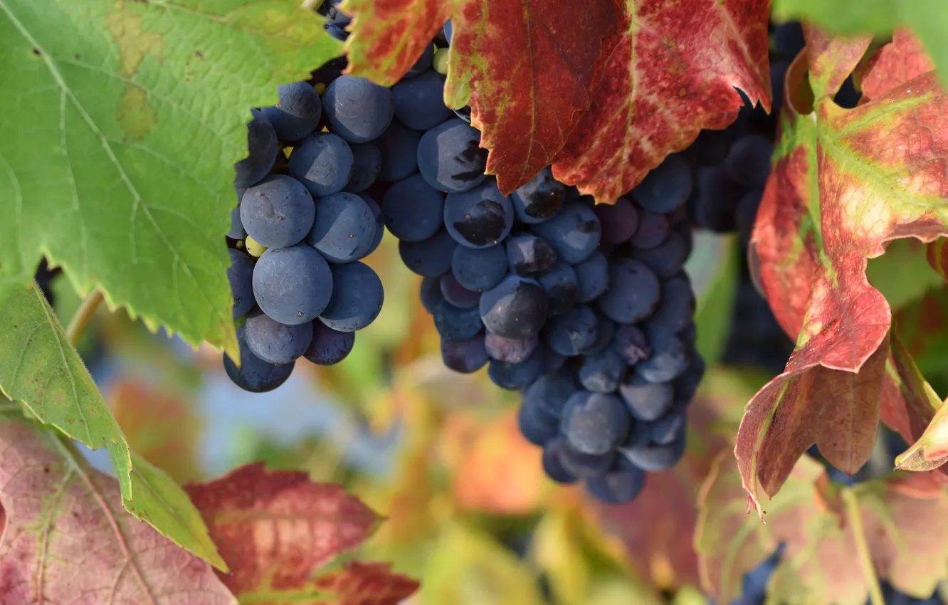 Photo wallpaper leaves, fruit, grapes, brush, the bushes