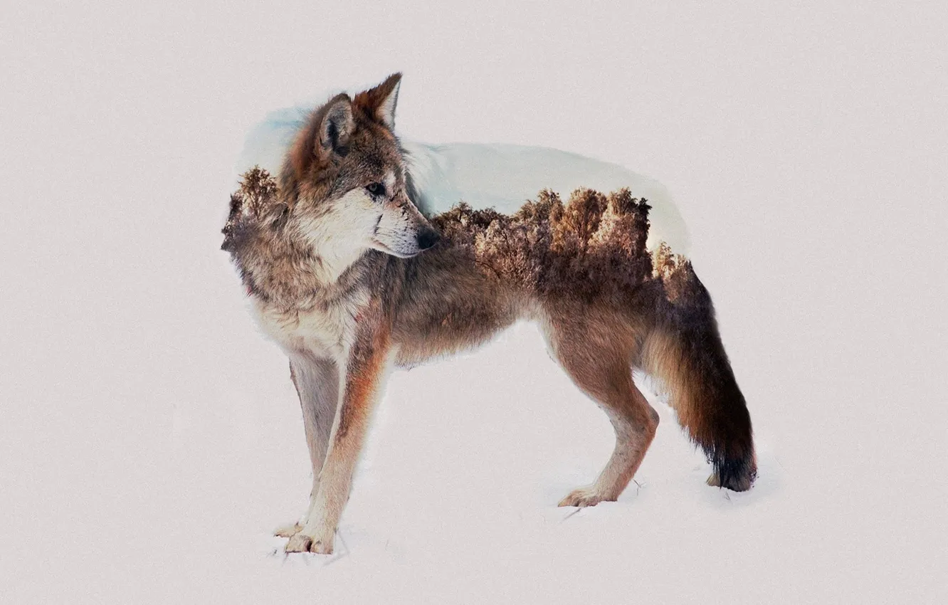 Photo wallpaper animals, wolf, double-exposure, photo-manipulation