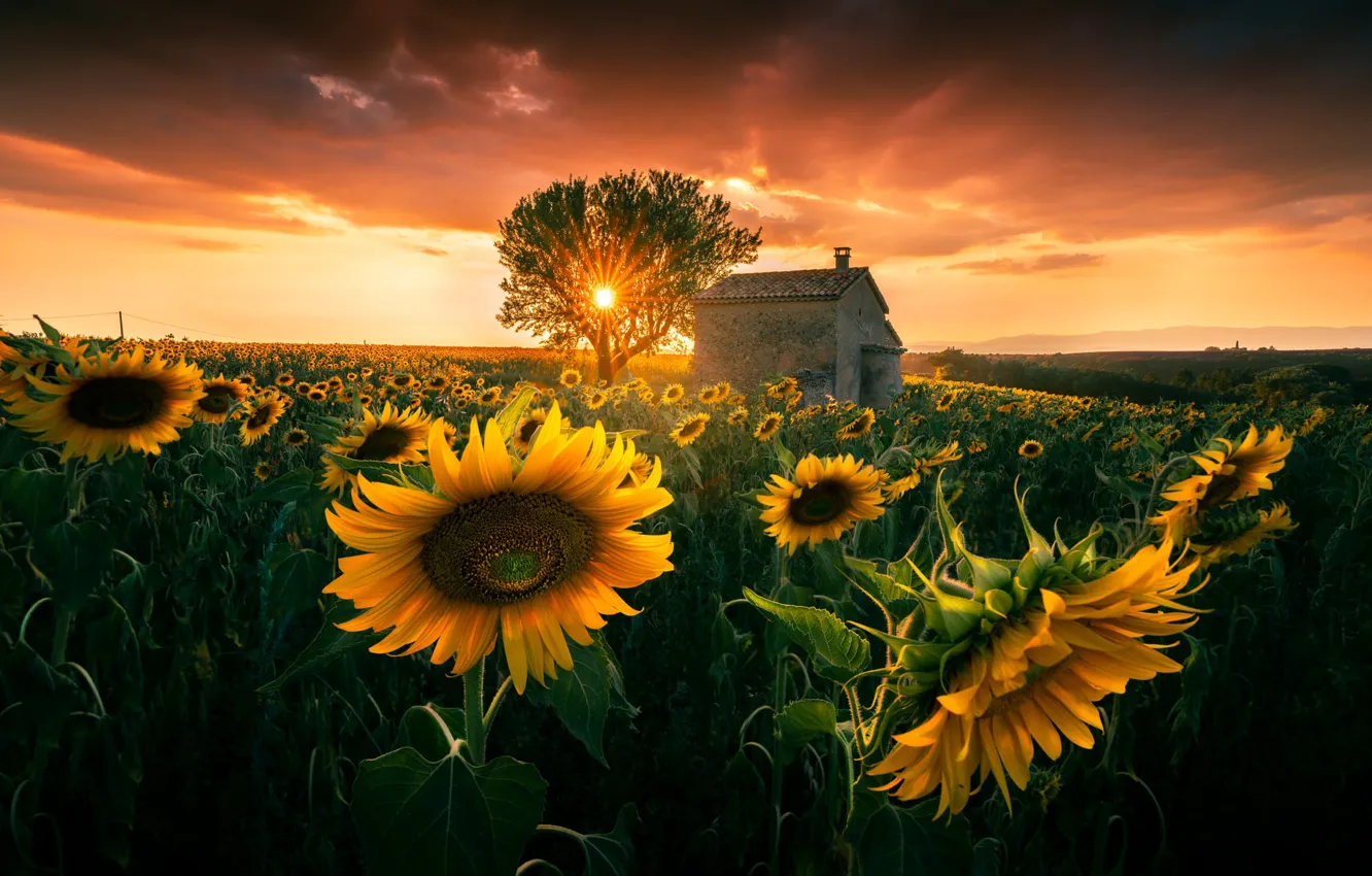 Photo wallpaper sunflowers, sunset, tree, sun
