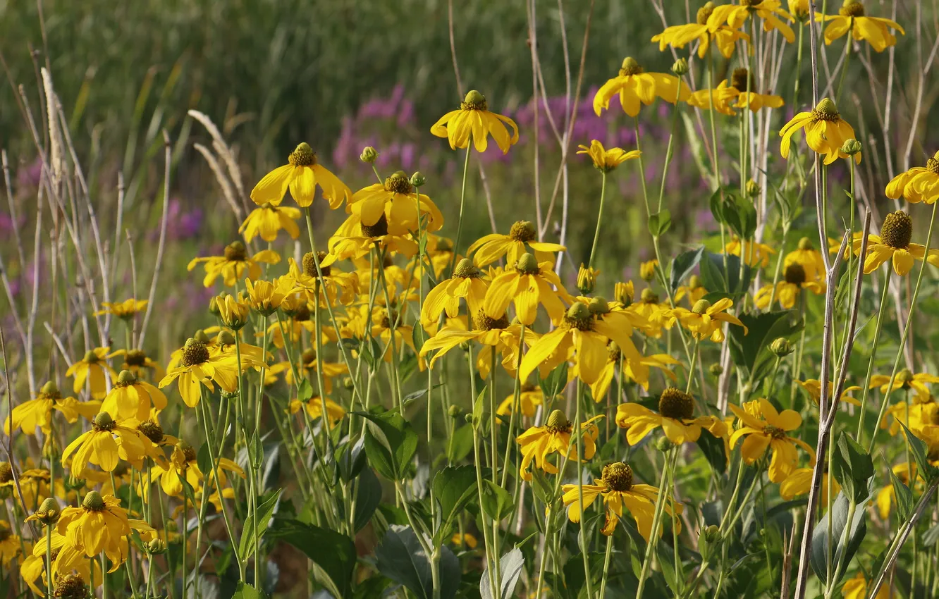 Photo wallpaper flowers, yellow, flowerbed