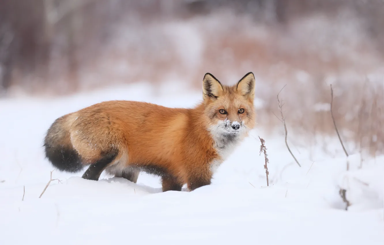 Photo wallpaper winter, look, snow, branches, nature, pose, in the snow, Fox