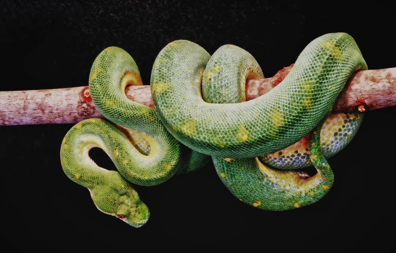 Photo wallpaper trees, branches, green, background, black, snake, trunk, boa