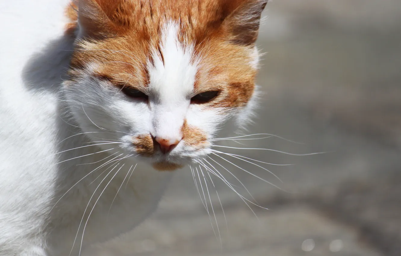 Photo wallpaper cat, background, street