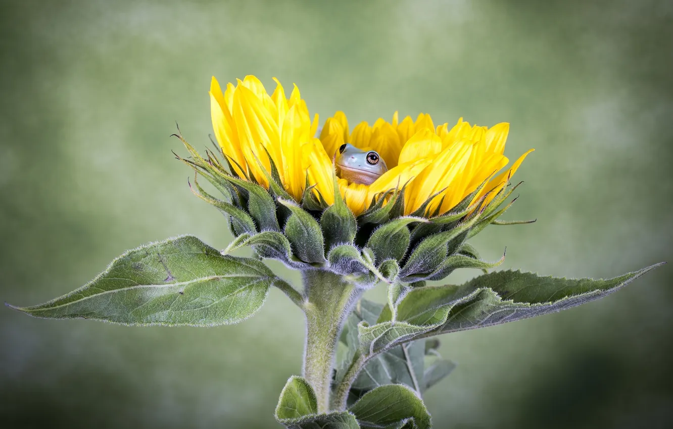 Photo wallpaper flower, frog, sunflower