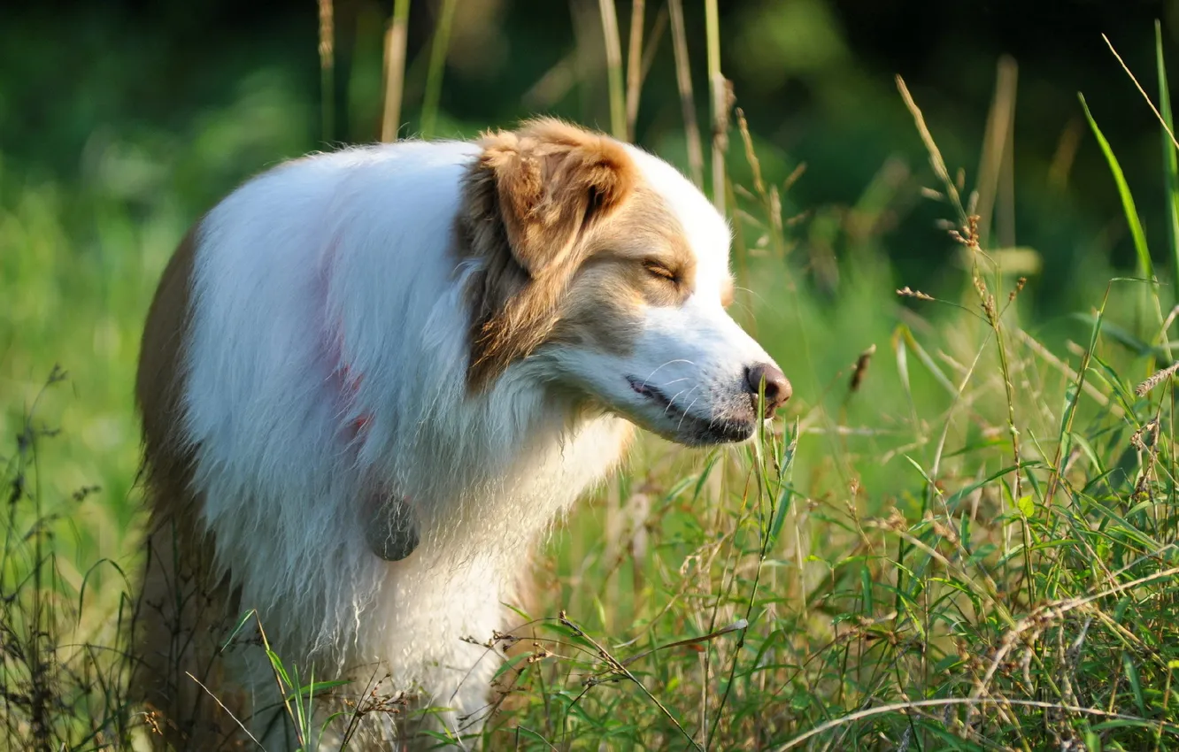 Photo wallpaper field, summer, dog