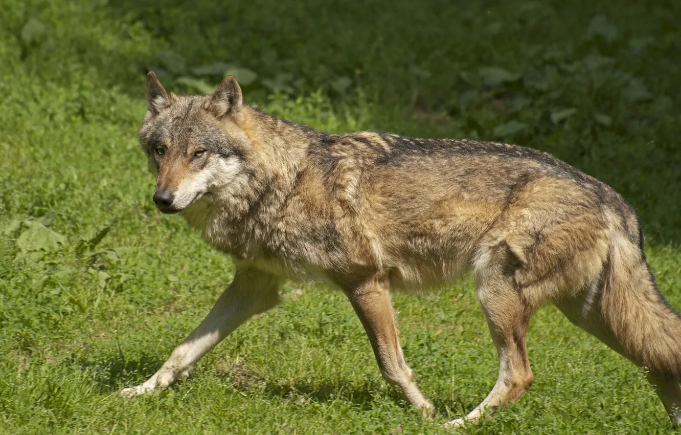 Photo wallpaper grass, wolf, predator