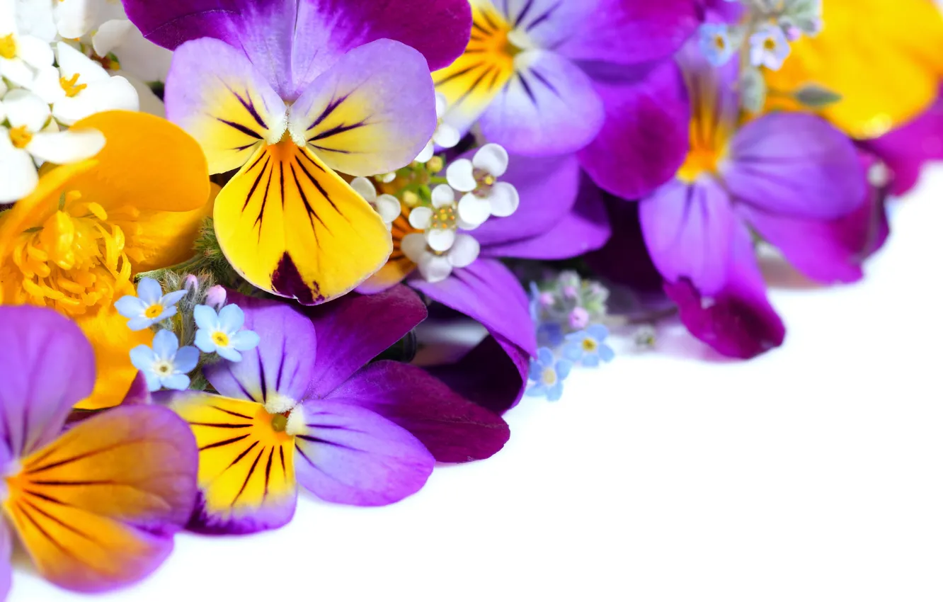 Photo wallpaper flowers, Pansy, yellow, garden, violet, white background, Viola