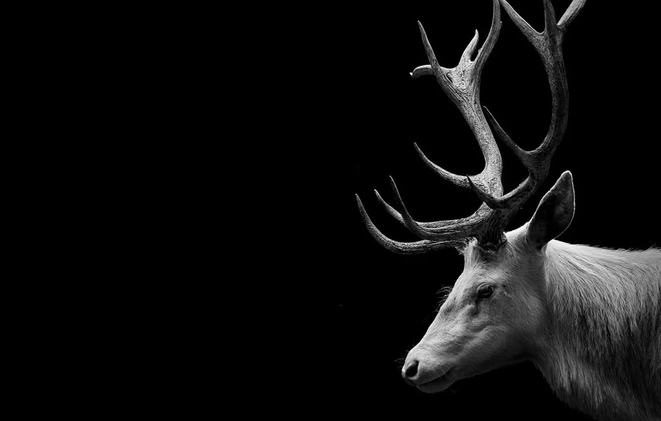 Photo wallpaper white, deer, wildlife, mammal, animal themes, animal wildlife, copy space