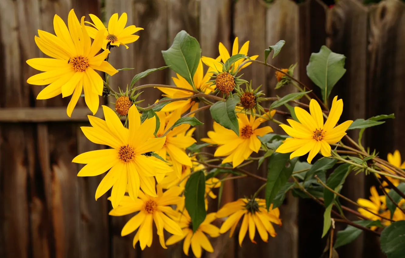 Photo wallpaper flower, yellow, blooming