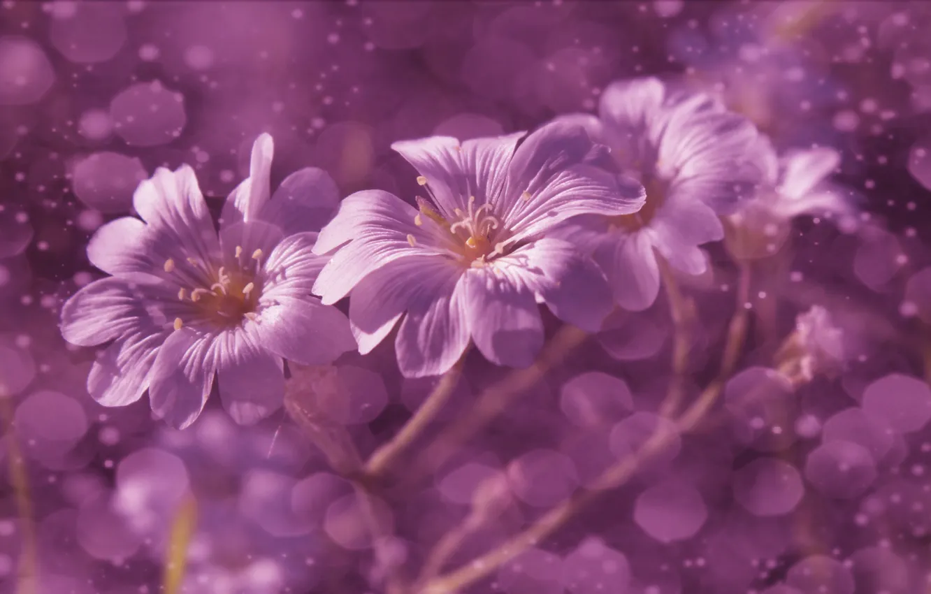Photo wallpaper flower, bloom, Violet