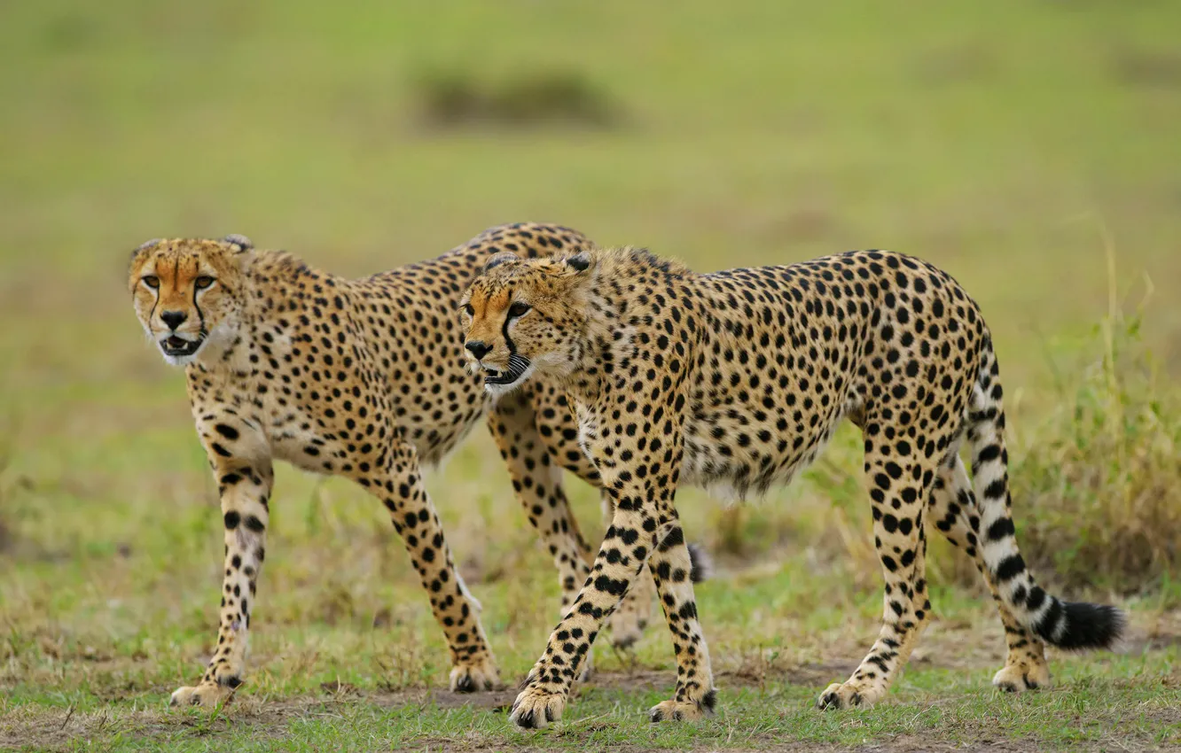 Photo wallpaper look, glade, pair, Cheetah, walk, two, cheetahs, two Cheetah