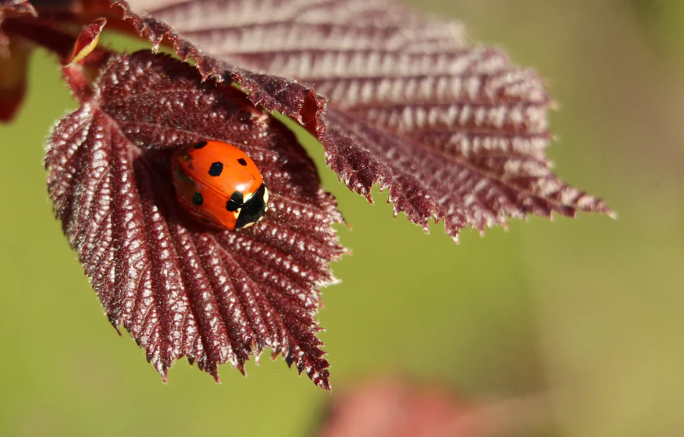 Photo wallpaper red, leafs, insect, ladybird