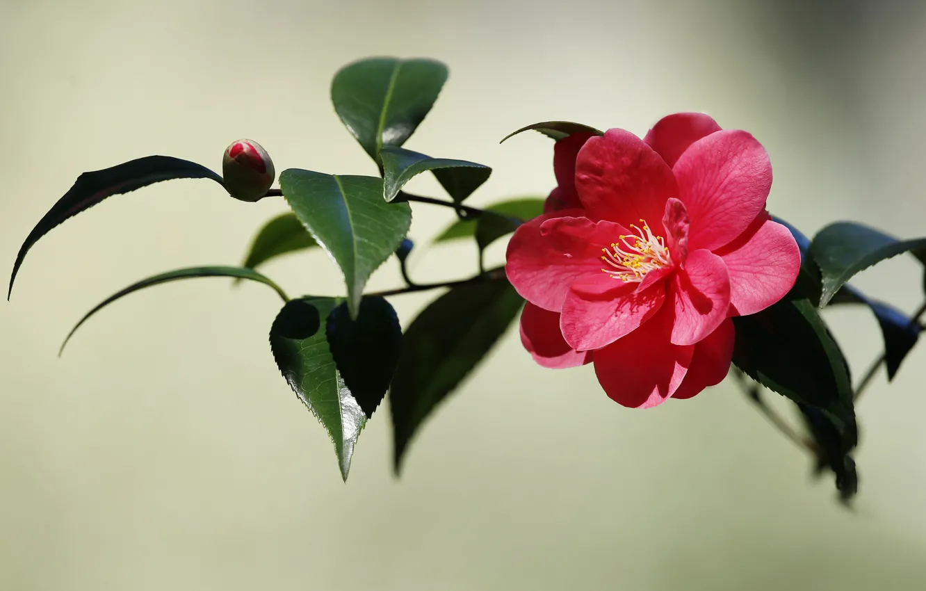 Photo wallpaper flower, leaves, Bud, Camellia
