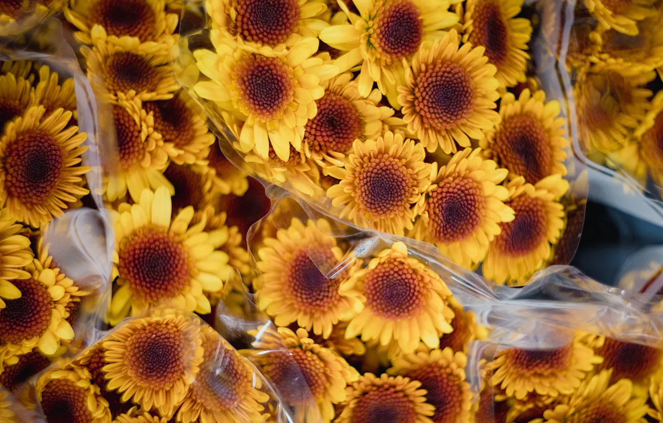 Photo wallpaper flowers, yellow, bouquet, chrysanthemum, a lot, packaging