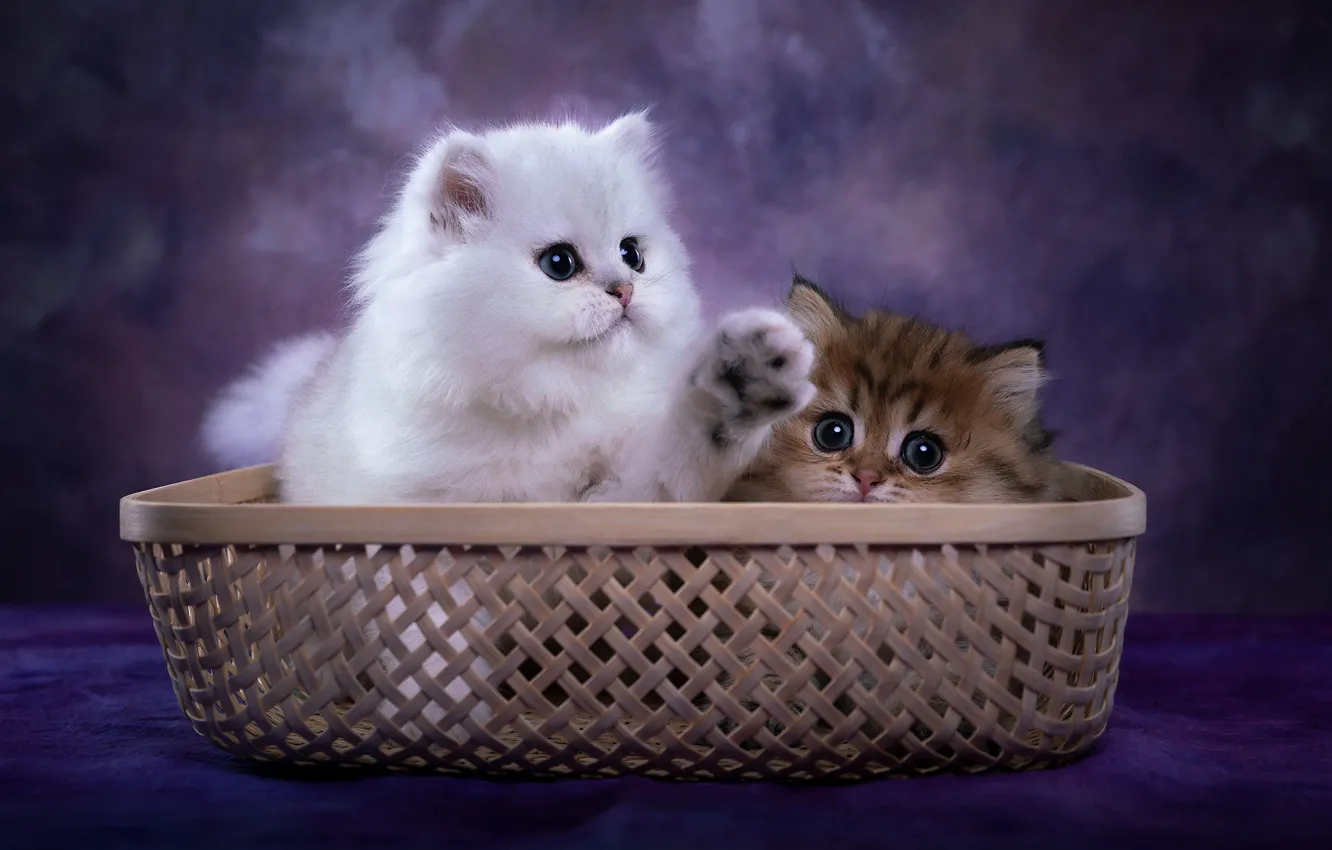Photo wallpaper cats, pair, kittens, basket, photoart