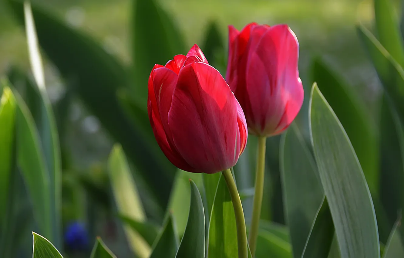 Photo wallpaper Spring, Spring, Red tulips, Red tulips