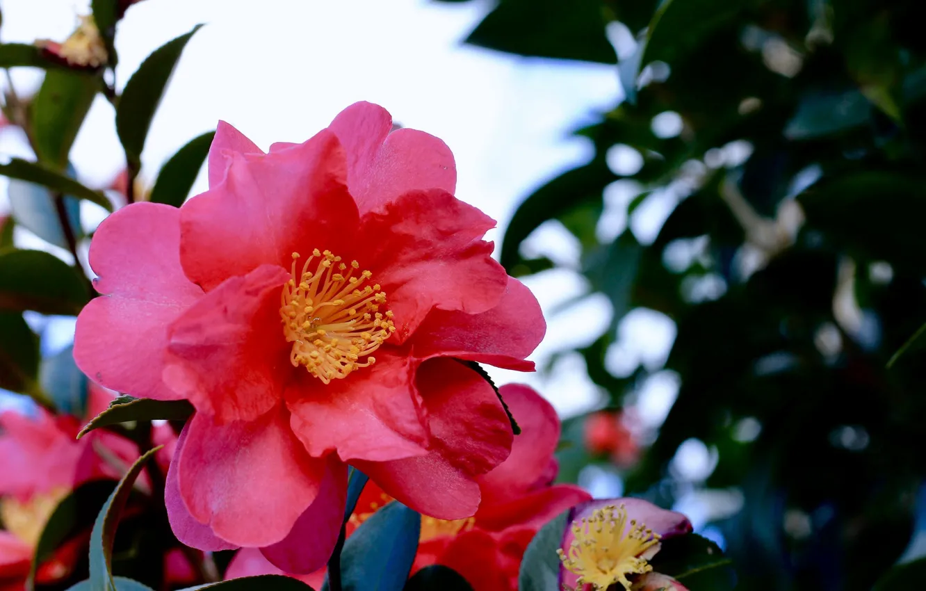 Photo wallpaper flower, summer, Bush, flowering, pink Camellia