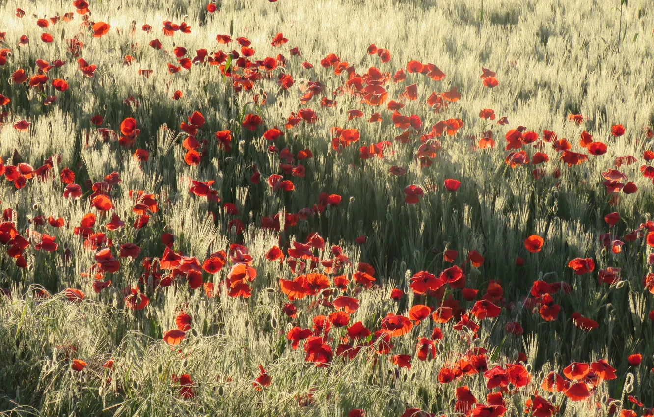 Photo wallpaper summer, light, flowers, red, rye, Maki, shadow, meadow