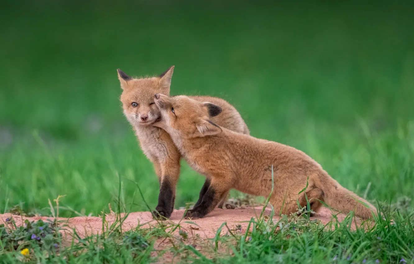 Photo wallpaper grass, Fox, a couple, cubs, two Fox