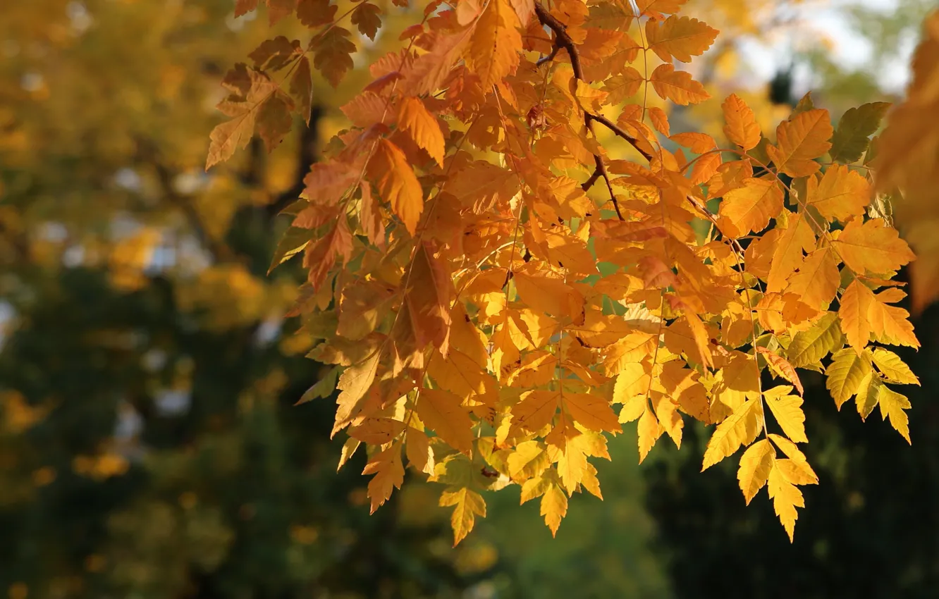 Photo wallpaper autumn, leaves, light, trees, yellow, nature, branch, foliage