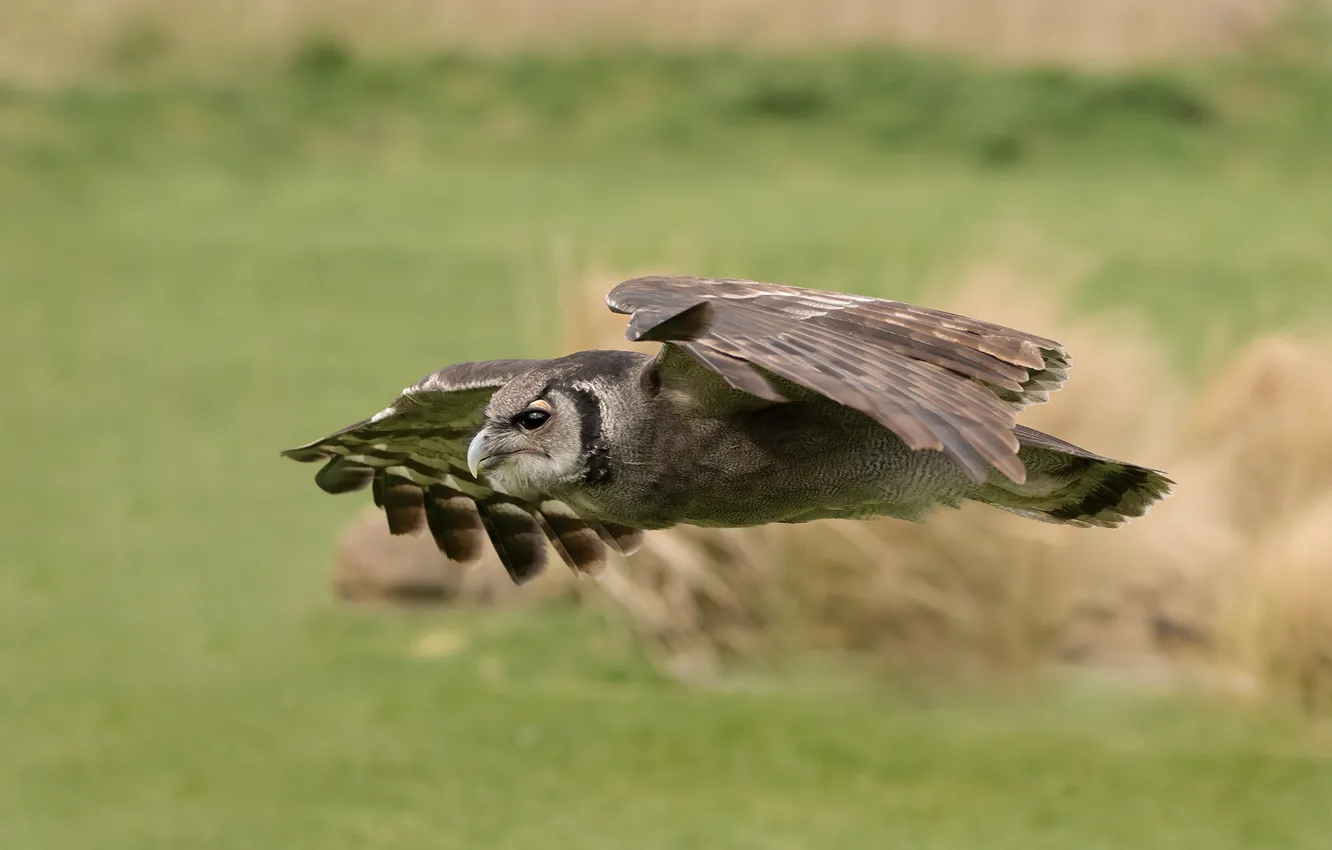 Photo wallpaper bird, flight, owl