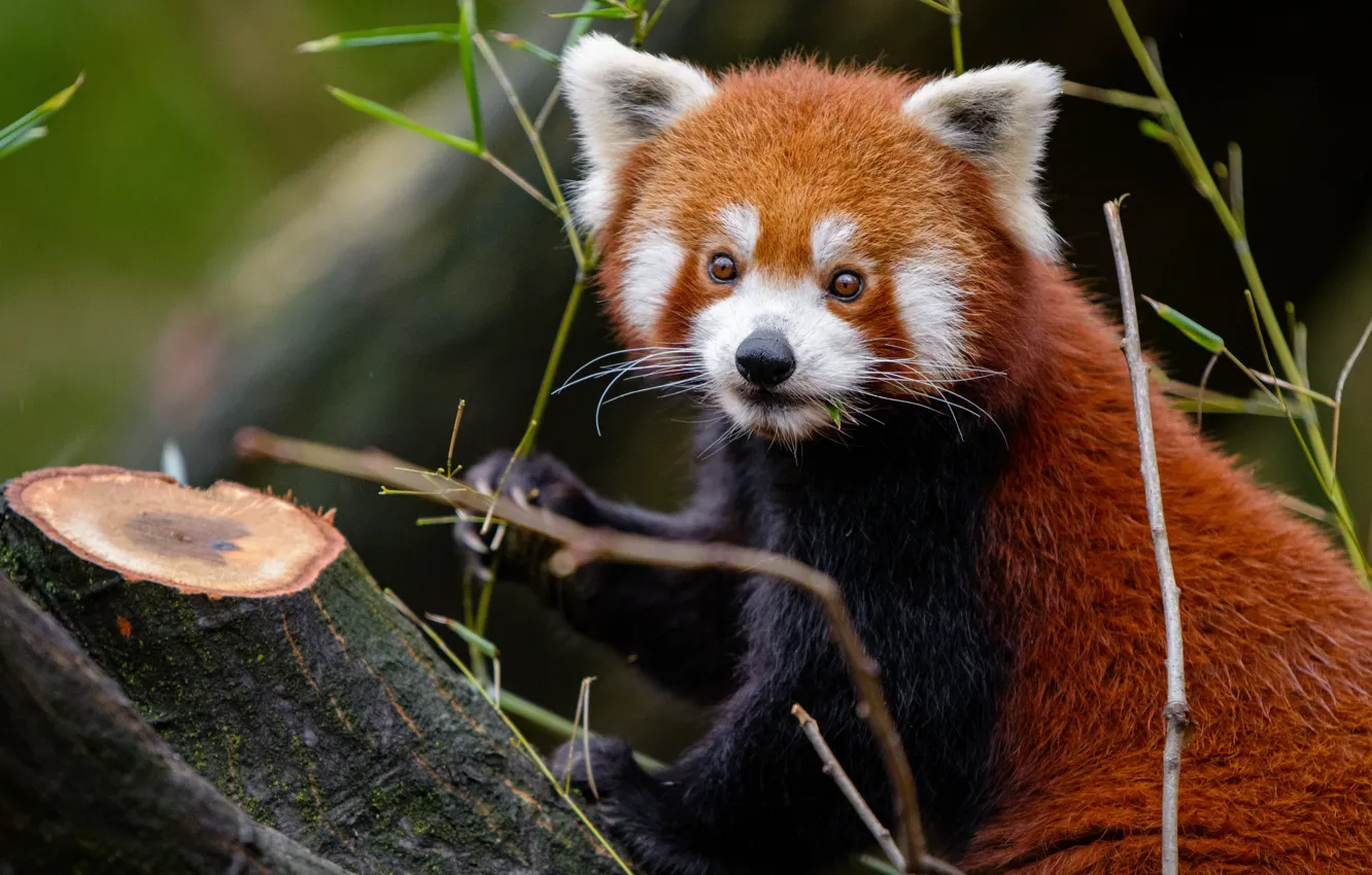 Photo wallpaper look, trees, branches, nature, the dark background, portrait, paws, red Panda