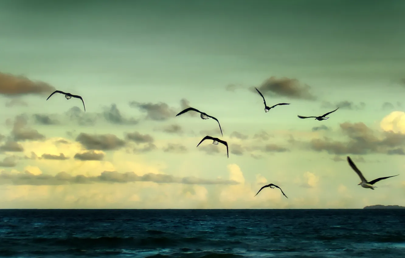 Photo wallpaper sea, the sky, freedom, water, clouds, flight, landscape, birds