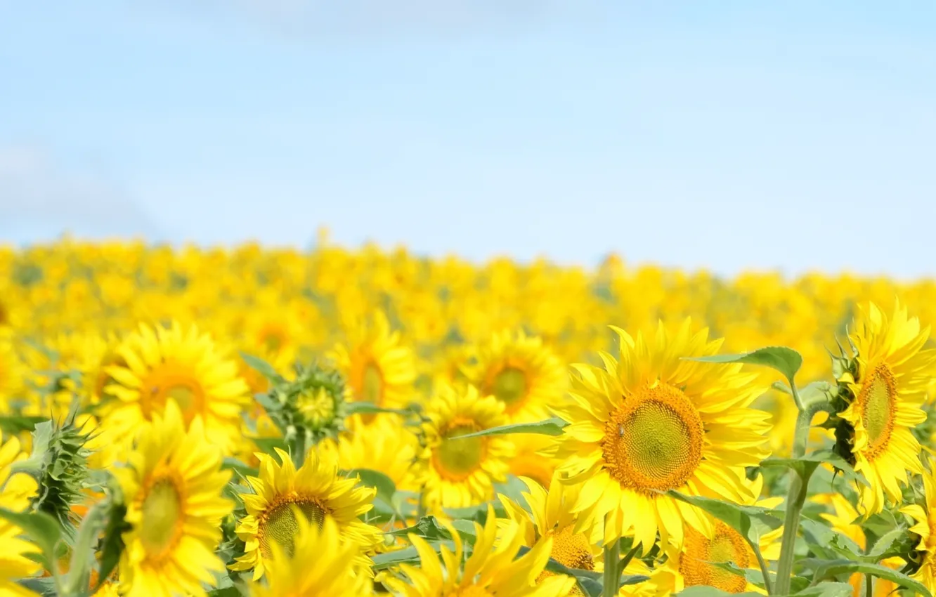 Photo wallpaper the sky, sunflowers, landscape, flowers, yellow, nature, background, widescreen