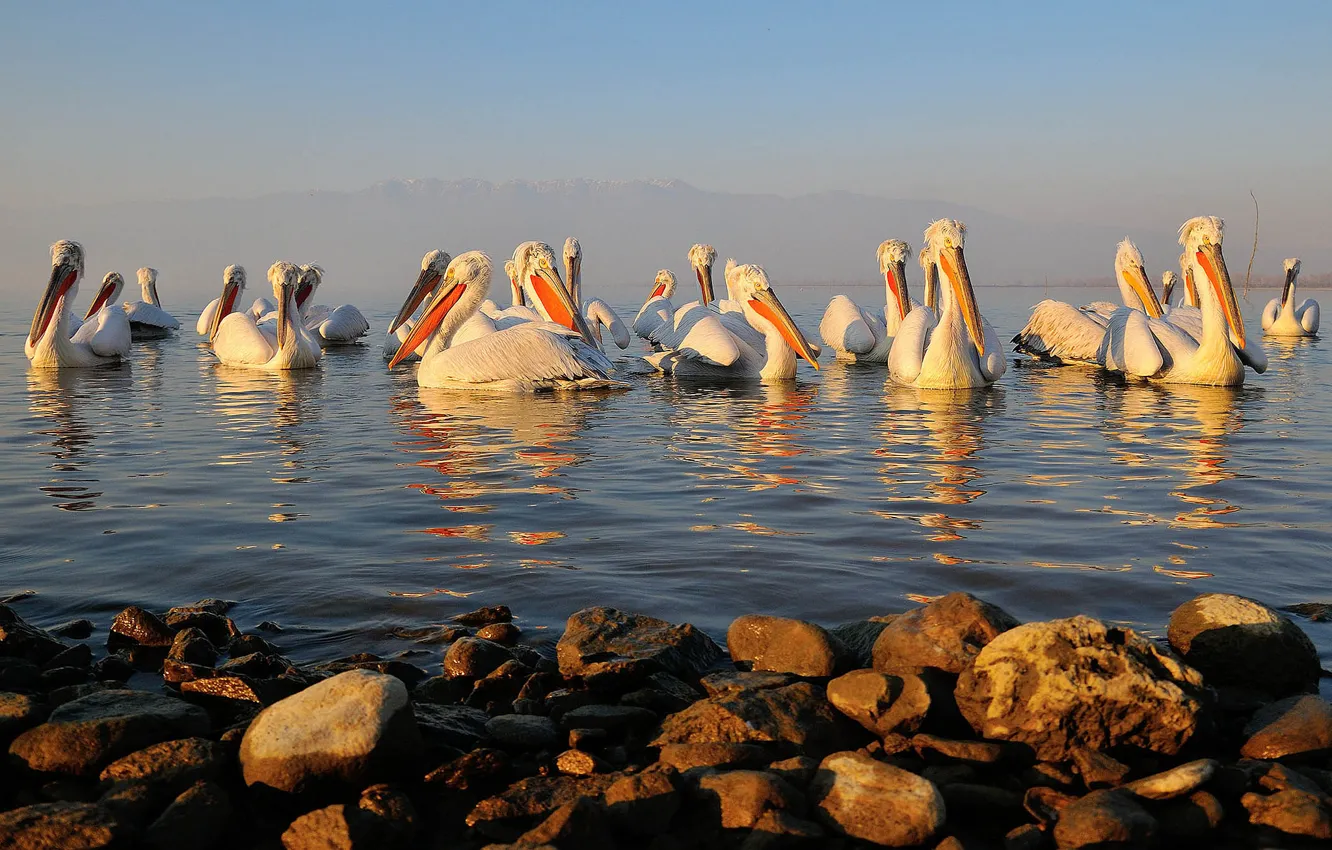 Photo wallpaper water, birds, stones, beak, Pelican