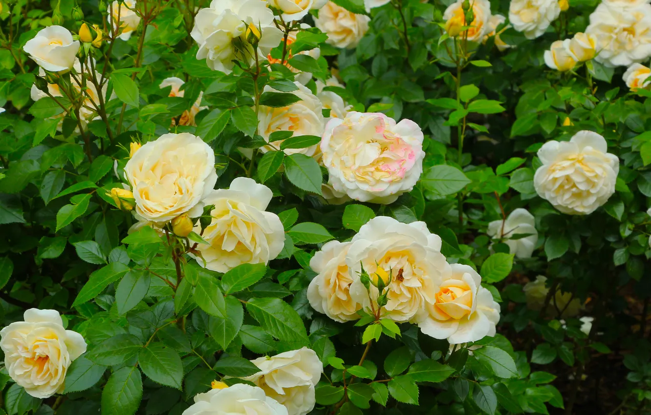 Photo wallpaper flower, roses, blooming