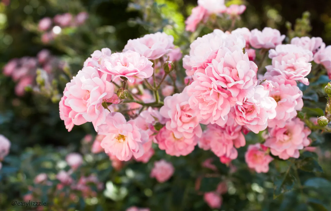 Photo wallpaper flowers, nature, tenderness, roses, rose, flower, nature, pink roses